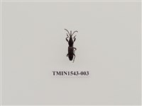 藏品(三錐象鼻蟲科)的圖片